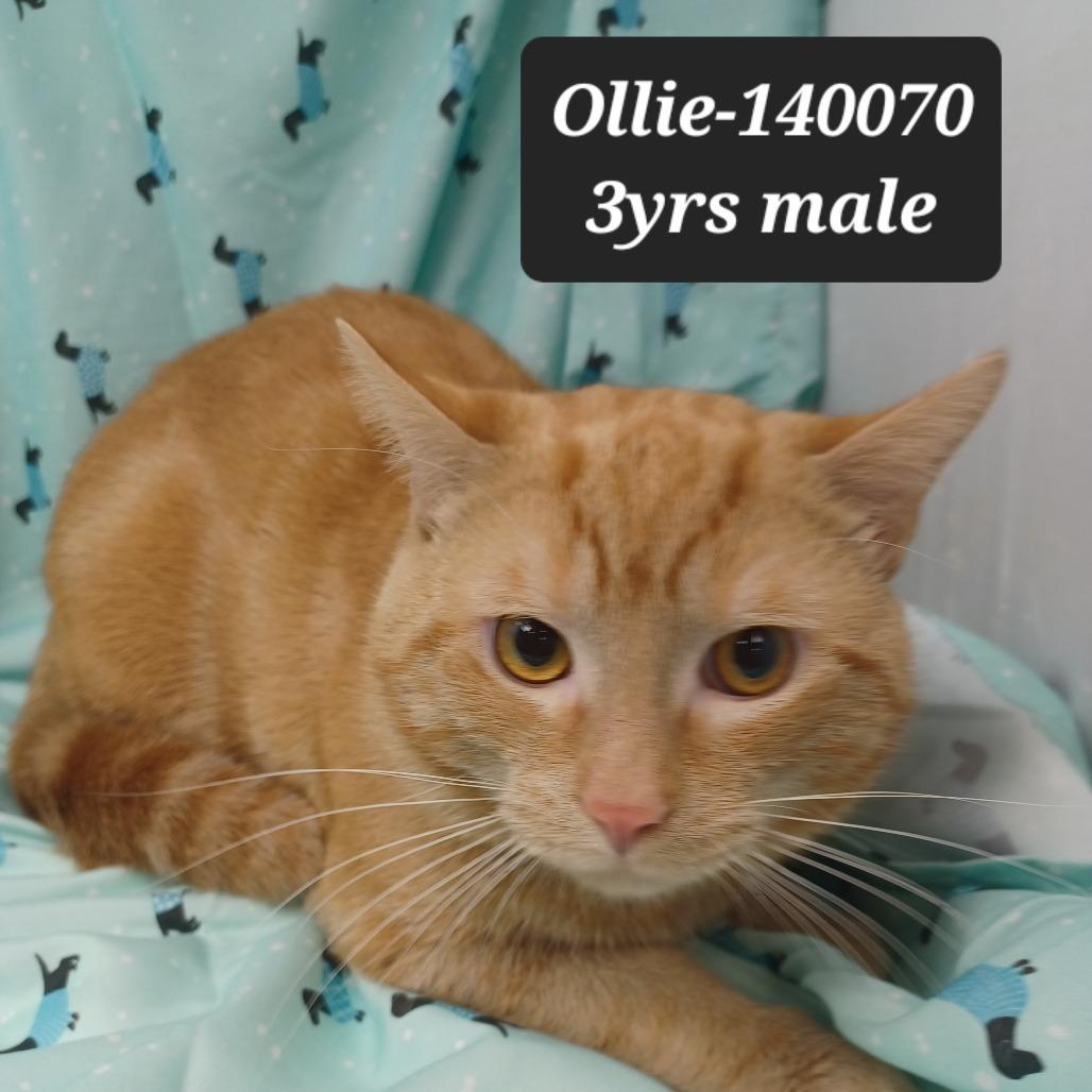 Enlarge Ollie, a Adoptable Domestic Short Hair in New Tazewell, TN image 1/1