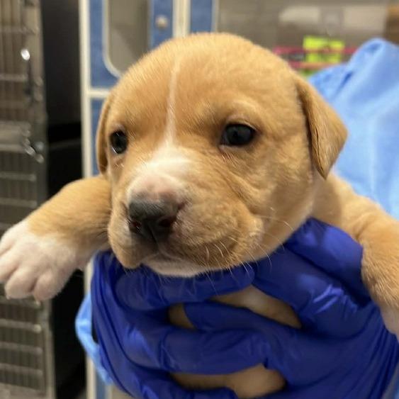 Rainbow, Adoptable, Puppy Female Mixed Breed.