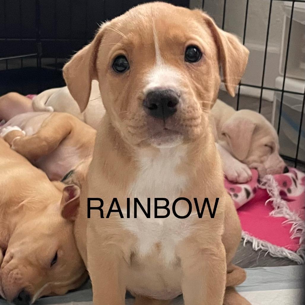 Enlarge Rainbow, a Adoptable Mixed Breed in Seminole, FL image 2/2