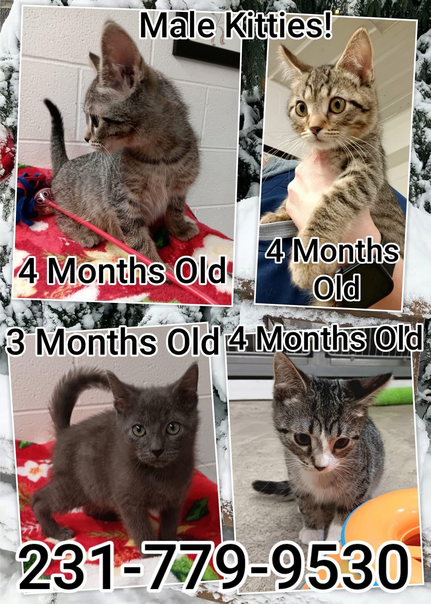 Enlarge MALE KITTENS!!!, a ADOPTABLE Domestic Short Hair in Cadillac, MI image 1/1