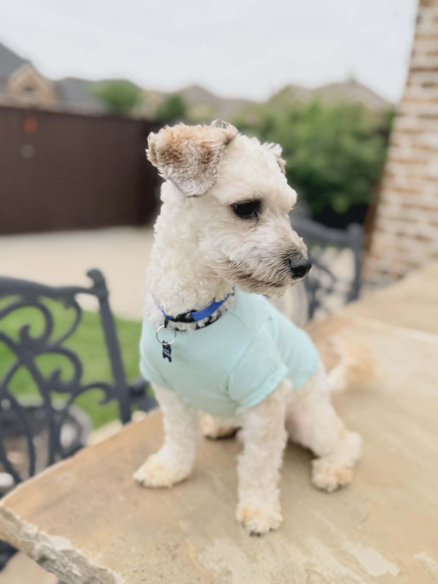 MILO, an adopted mixed breed in Grand Prairie, TX image 3/4