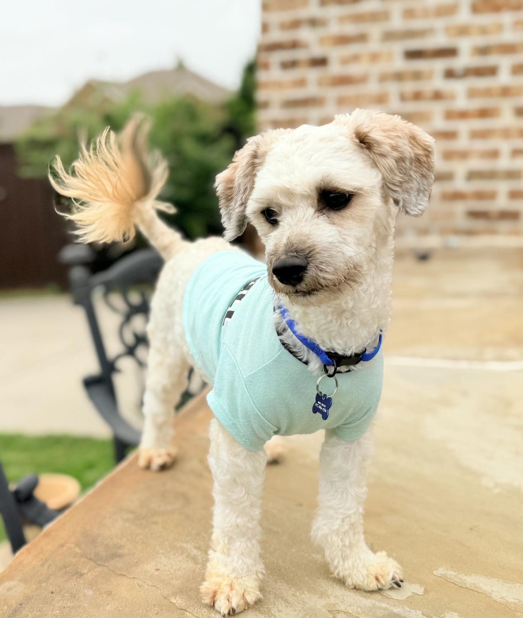 MILO, an adopted mixed breed in Grand Prairie, TX image 1/4
