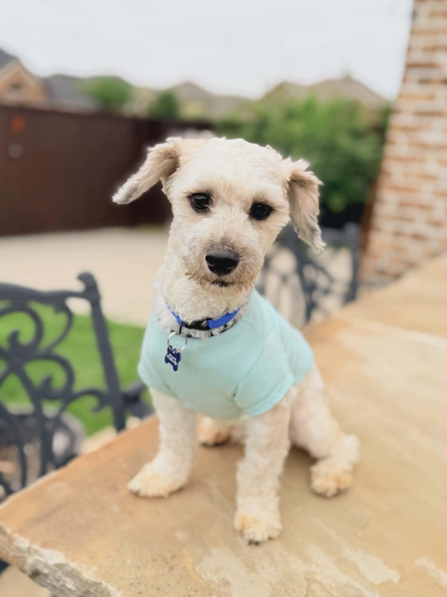 MILO, an adopted mixed breed in Grand Prairie, TX image 2/4