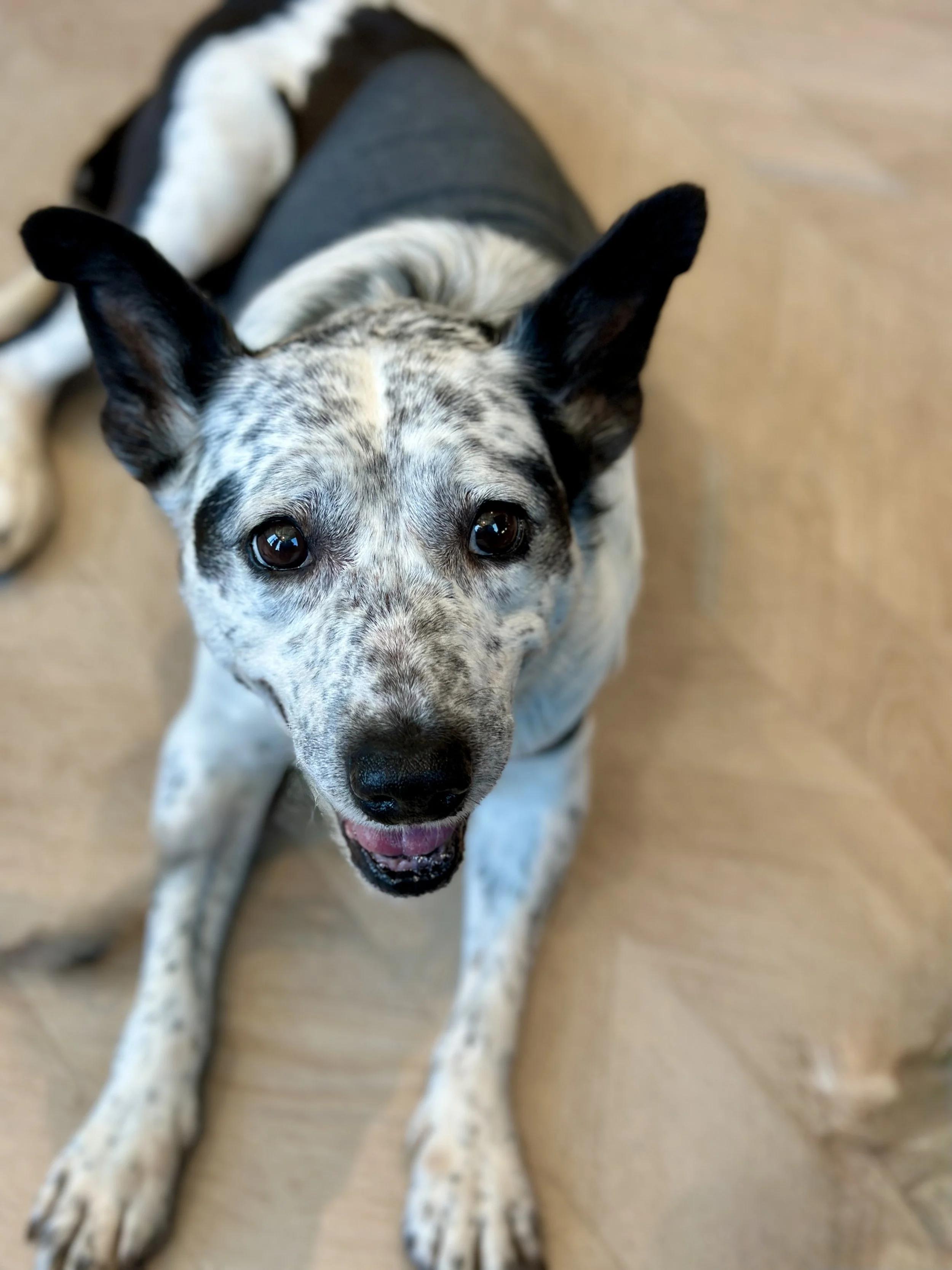 PENNE, ADOPTABLE, Senior Female Australian Cattle Dog / Blue Heeler.