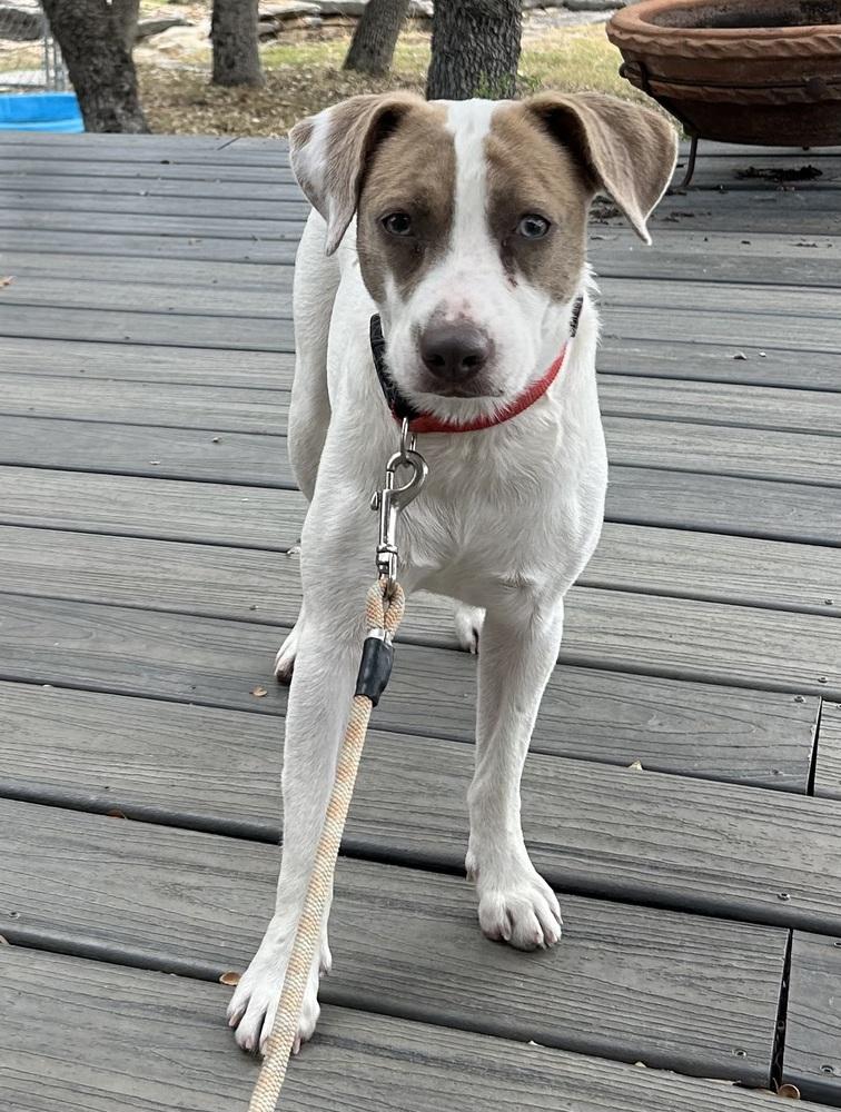 Dolly, Adoptable, Young Female Beagle & Chihuahua.