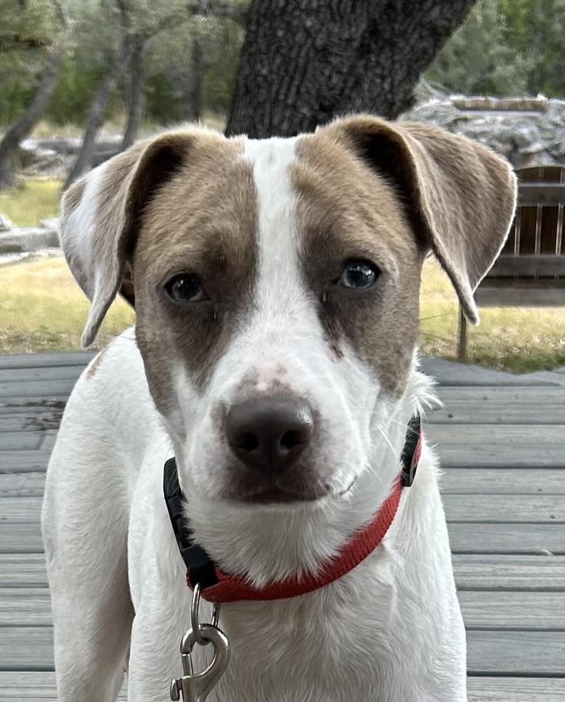 Enlarge Dolly, a Adoptable mixed breed in New Braunfels, TX image 3/3
