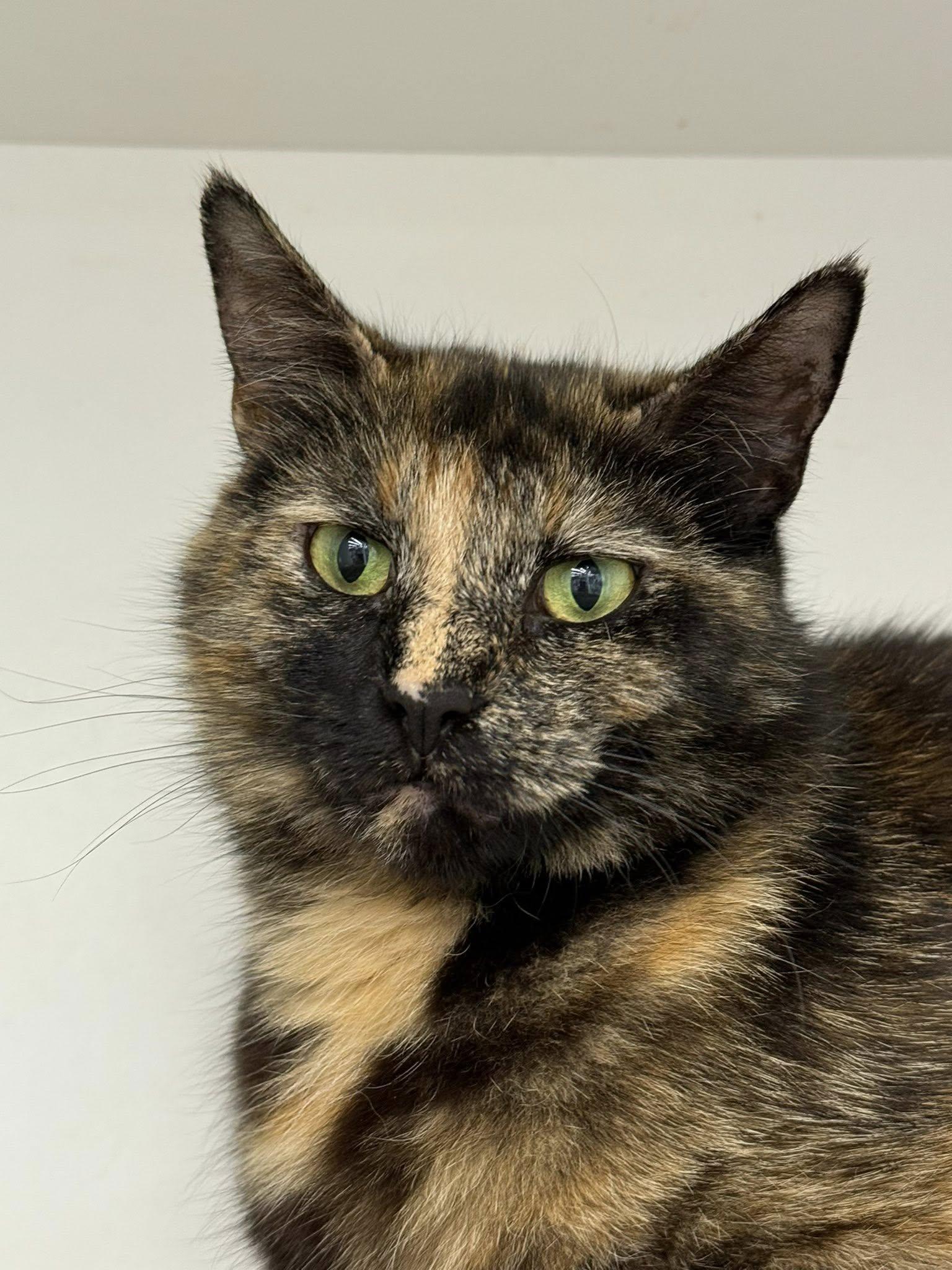 Octave, Adoptable, Adult Female Tortoiseshell.