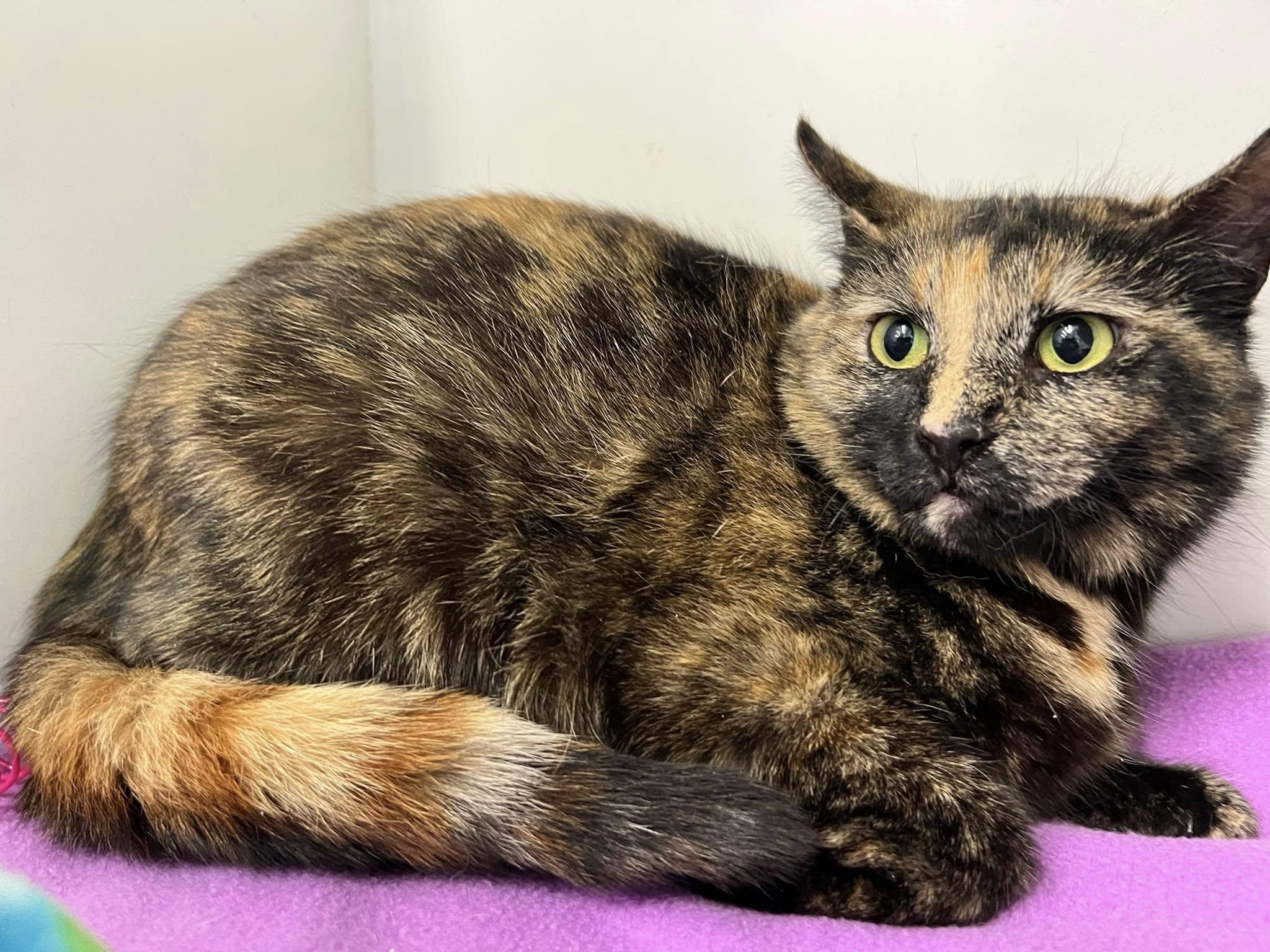 Enlarge Octave, a Adoptable Tortoiseshell in Cleveland, OH image 5/6