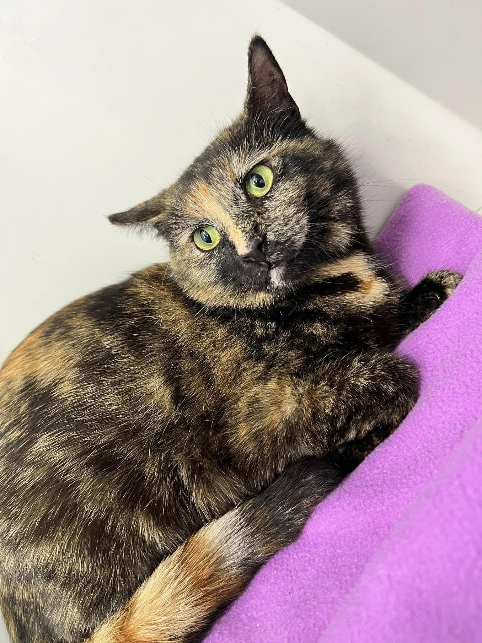 Enlarge Octave, a Adoptable Tortoiseshell in Cleveland, OH image 2/6