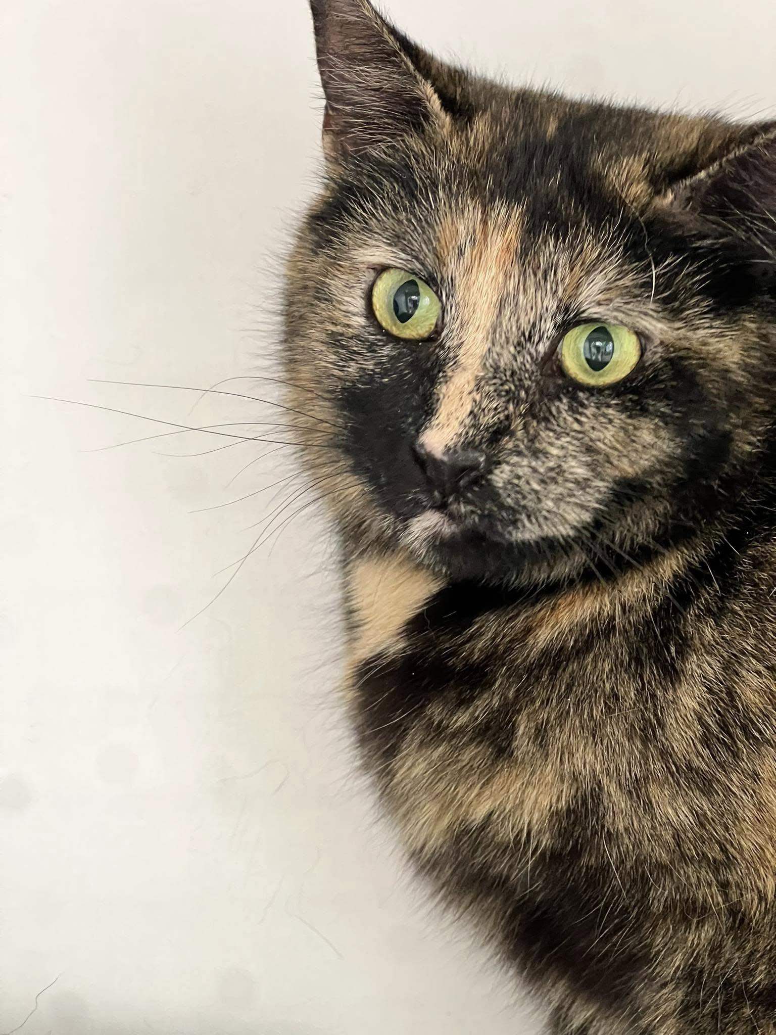 Enlarge Octave, a Adoptable Tortoiseshell in Cleveland, OH image 3/6