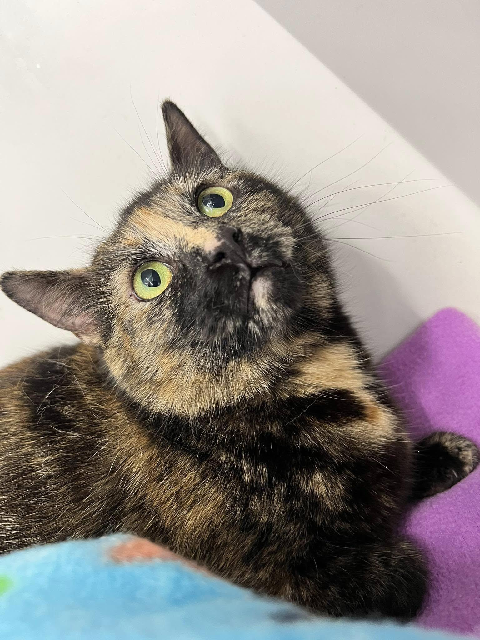 Enlarge Octave, a Adoptable Tortoiseshell in Cleveland, OH image 4/6