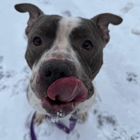 Capone, ADOPTABLE, Adult Male Pit Bull Terrier.