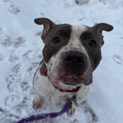 Enlarge Capone, a ADOPTABLE mixed breed in Honesdale, PA image 2/5