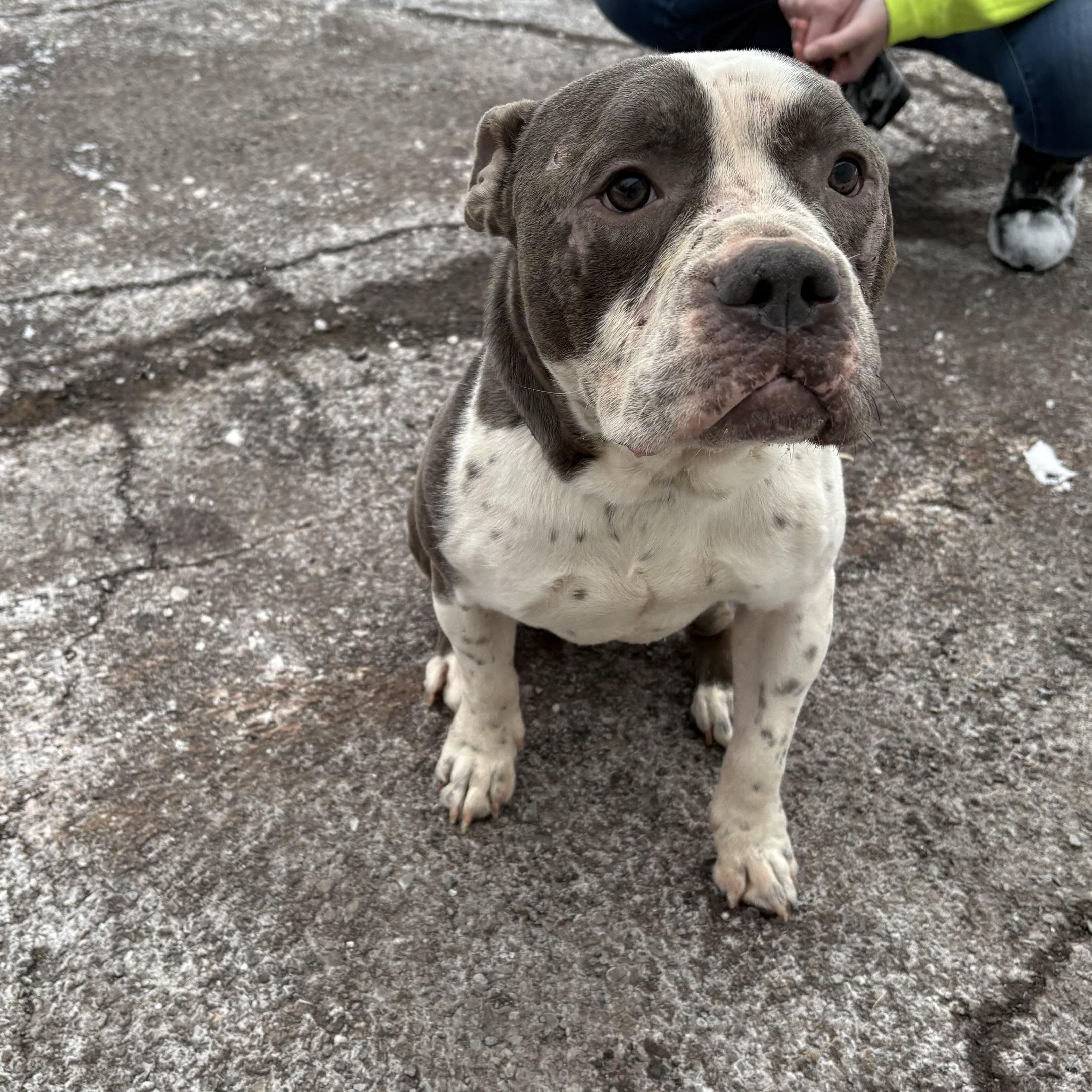 Enlarge Capone, a ADOPTABLE mixed breed in Honesdale, PA image 5/5