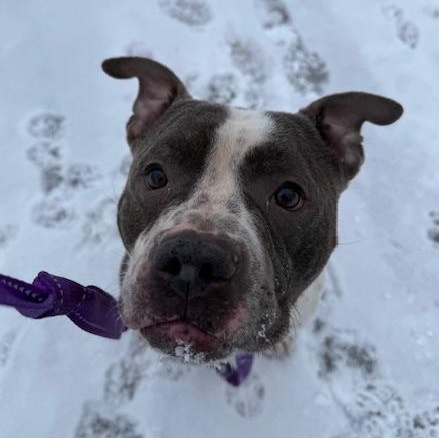 Enlarge Capone, a ADOPTABLE mixed breed in Honesdale, PA image 3/5