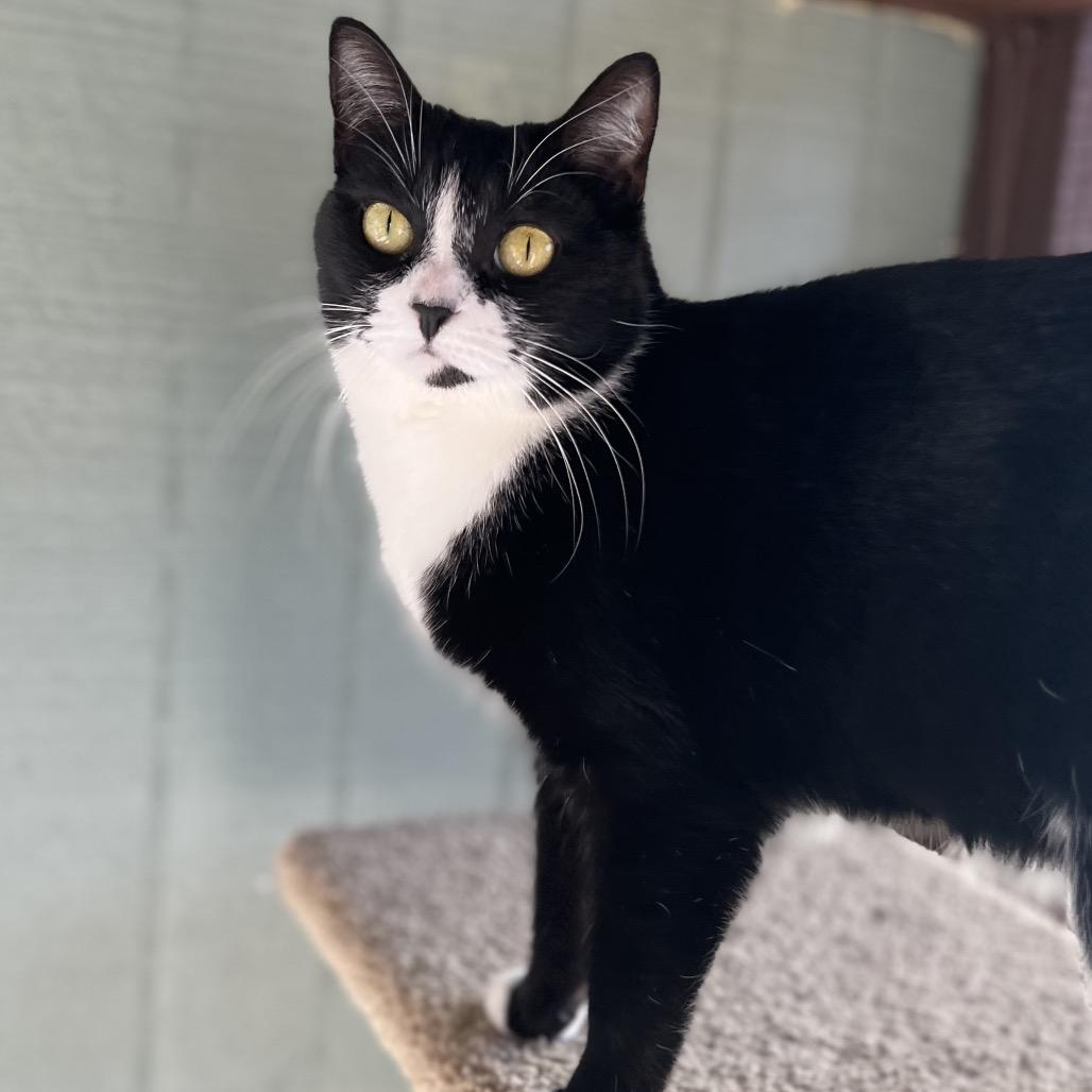 Georgia, Adoptable, Adult Female Domestic Short Hair.
