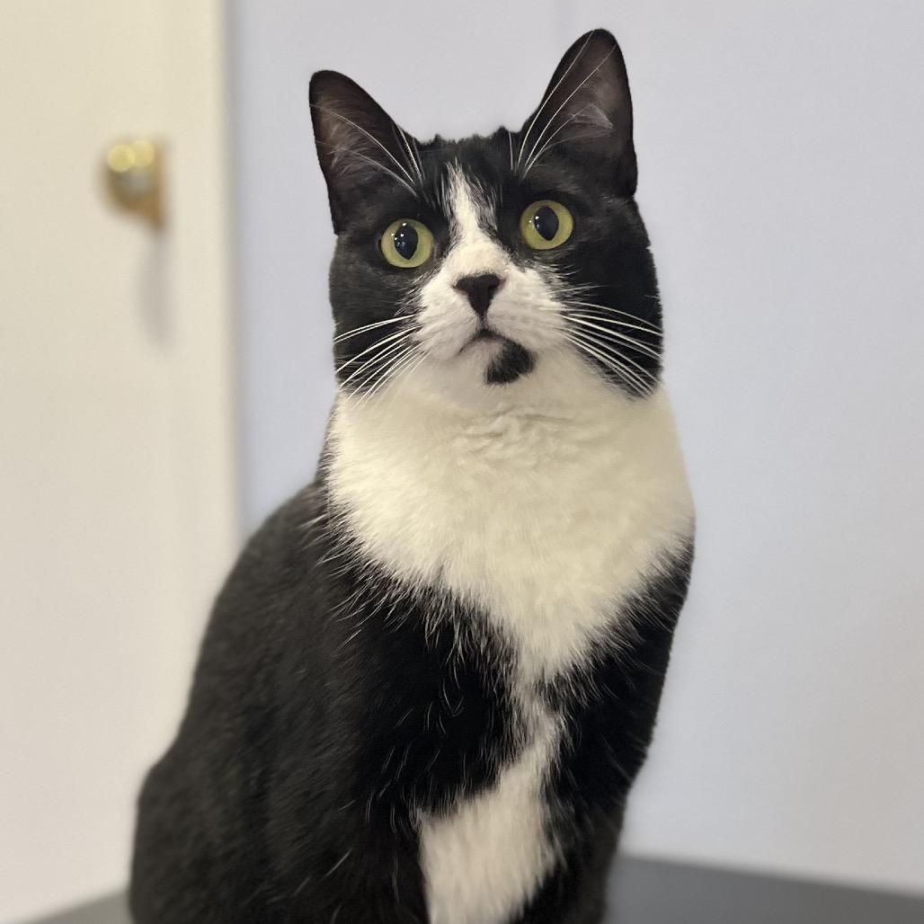 Georgia, a Adoptable Domestic Short Hair in Simpsonville, SC image 2/6