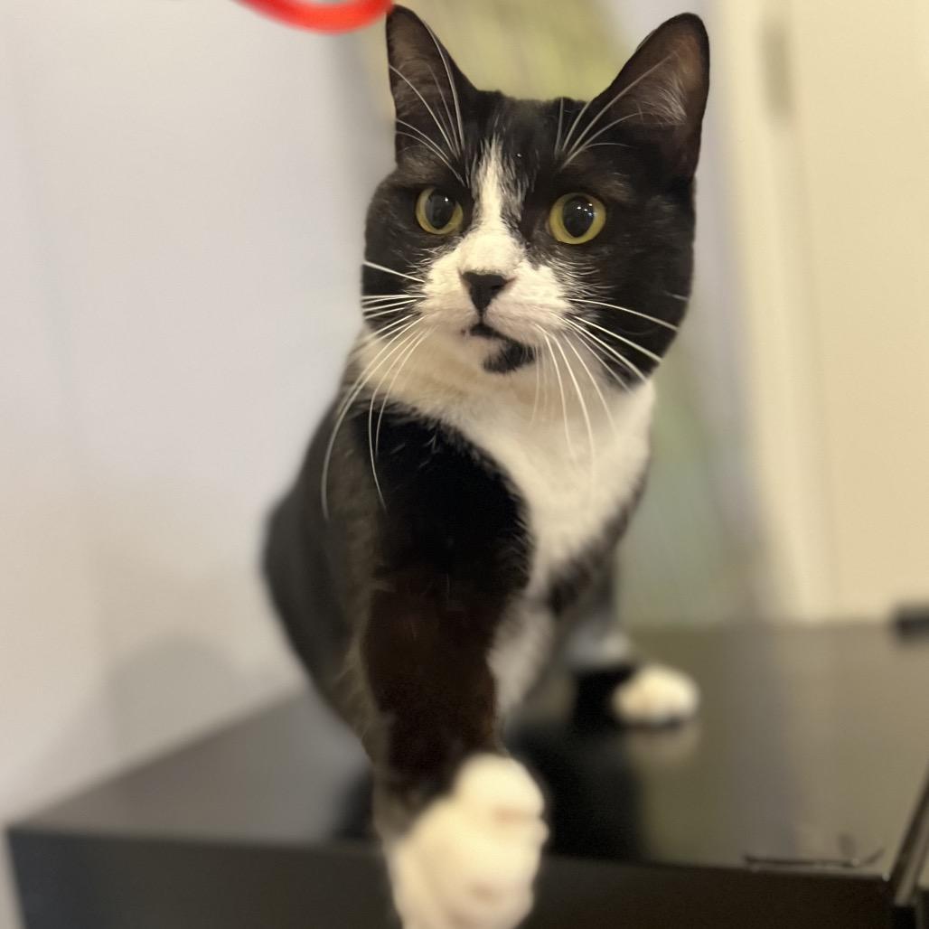 Georgia, a Adoptable Domestic Short Hair in Simpsonville, SC image 3/6