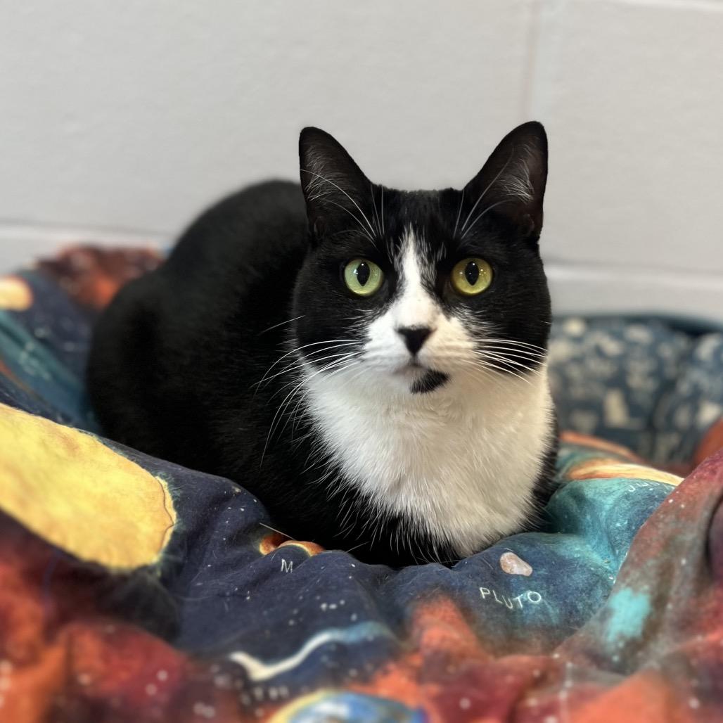 Georgia, a Adoptable Domestic Short Hair in Simpsonville, SC image 4/6