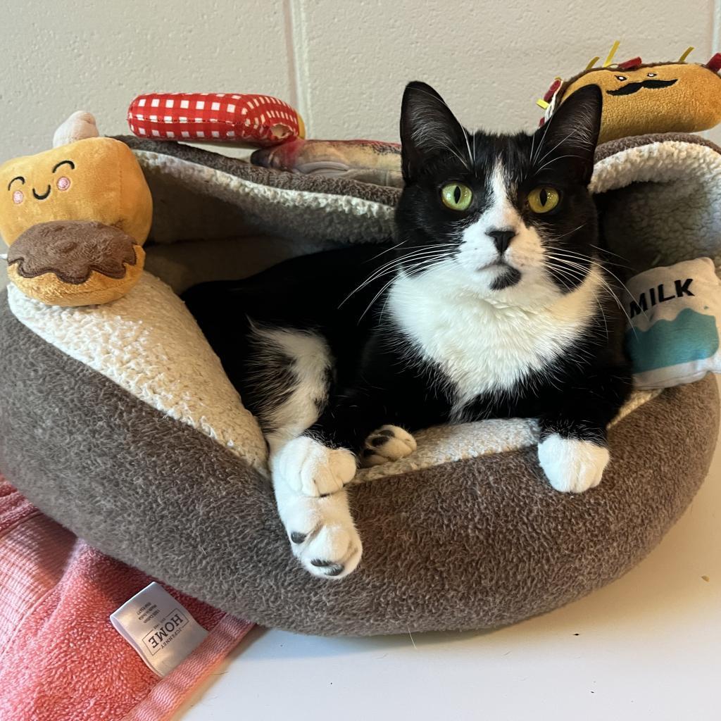 Georgia, a Adoptable Domestic Short Hair in Simpsonville, SC image 5/6