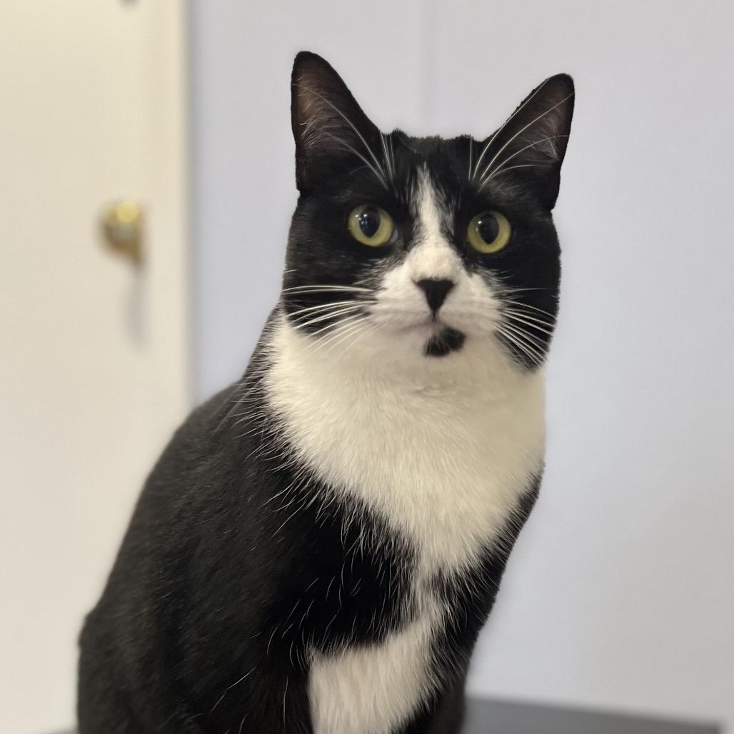 Georgia, a Adoptable Domestic Short Hair in Simpsonville, SC image 6/6