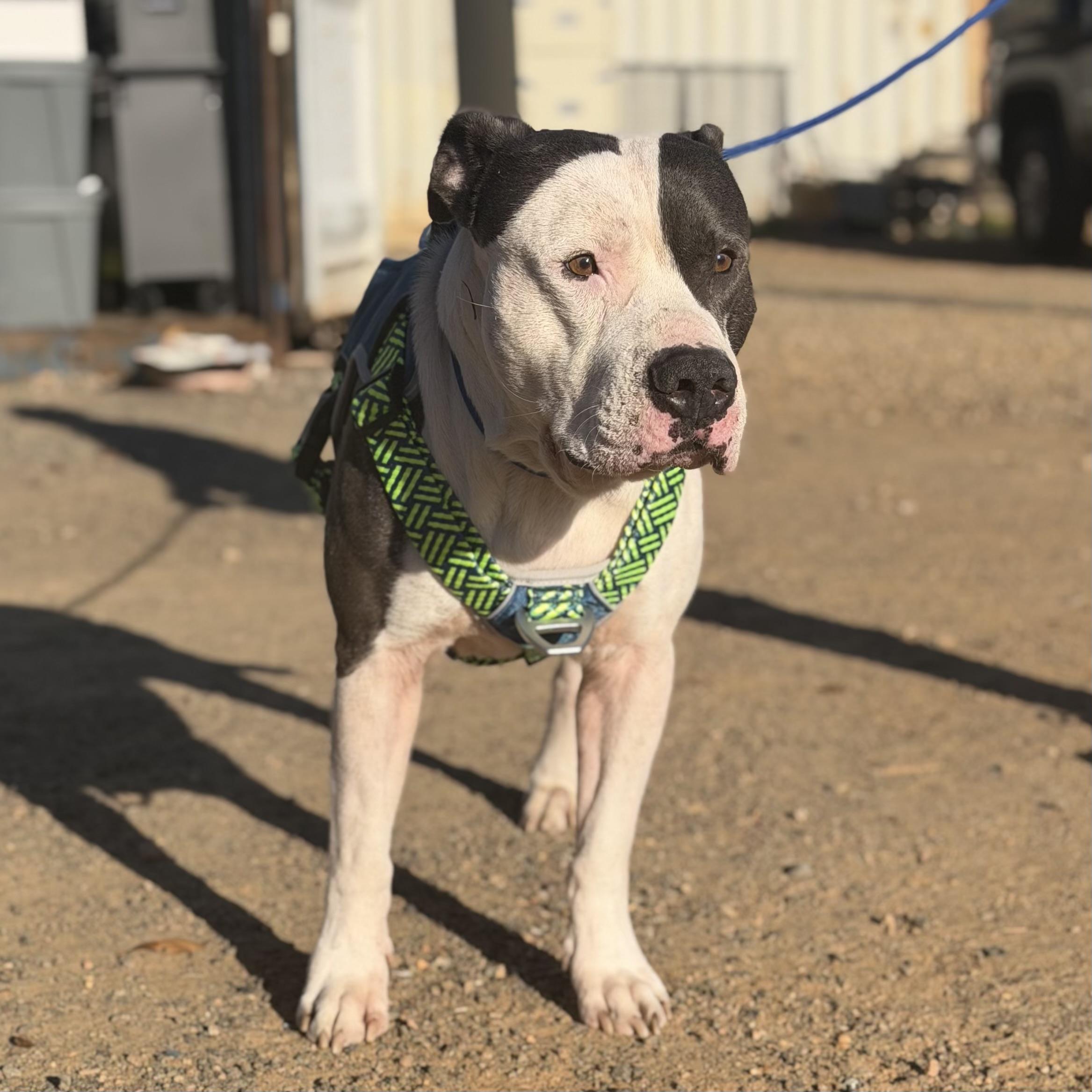 Sir Gregor — thumbnail 3