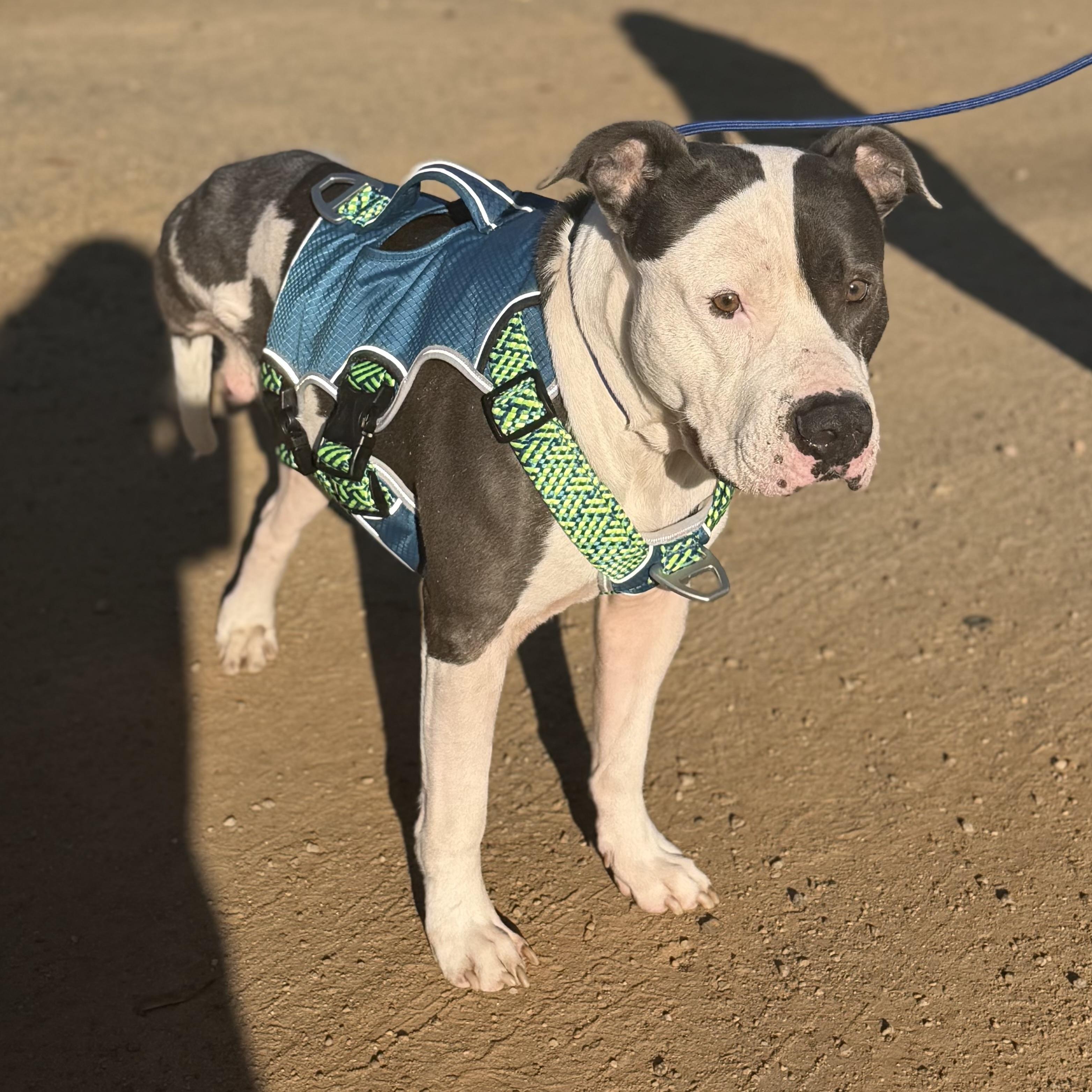 Sir Gregor — thumbnail 4