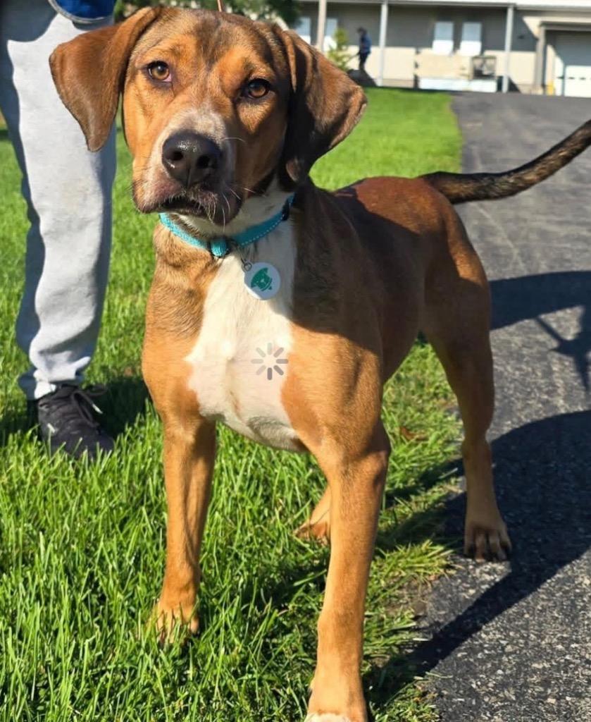Enlarge Juvi, a Adoptable mixed breed in North Syracuse, NY image 1/2