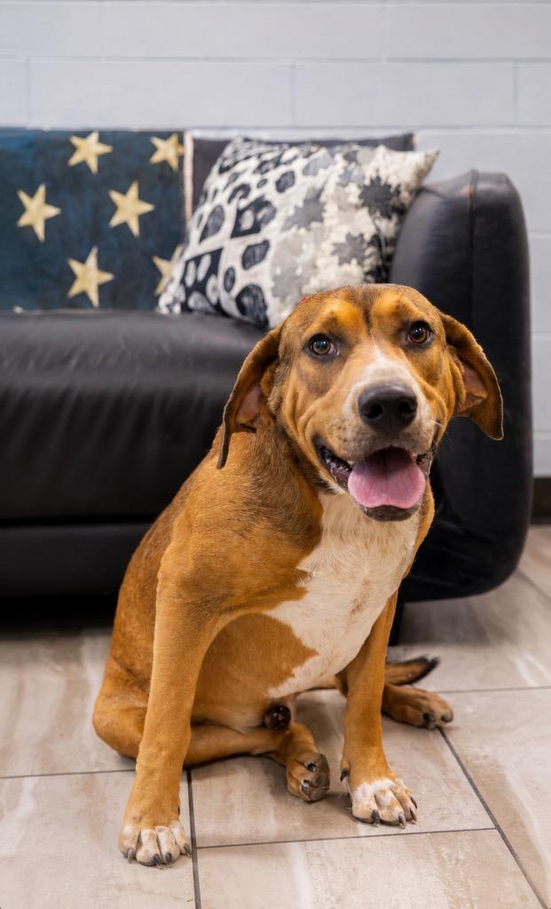 Enlarge Juvi, a Adoptable mixed breed in North Syracuse, NY image 2/2