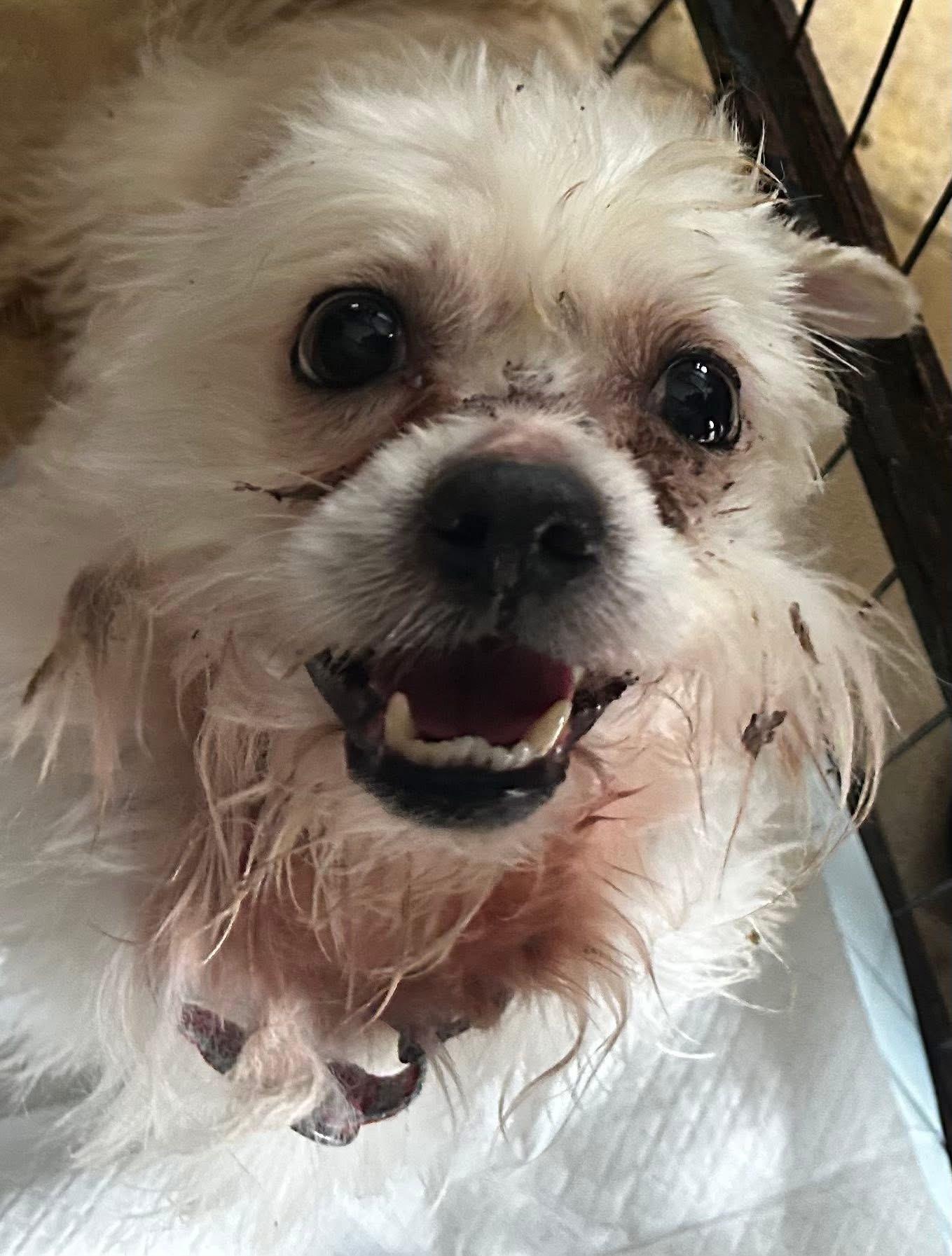 Enlarge Yo-Yo, a ADOPTABLE mixed breed in Oak Ridge, NJ image 1/2