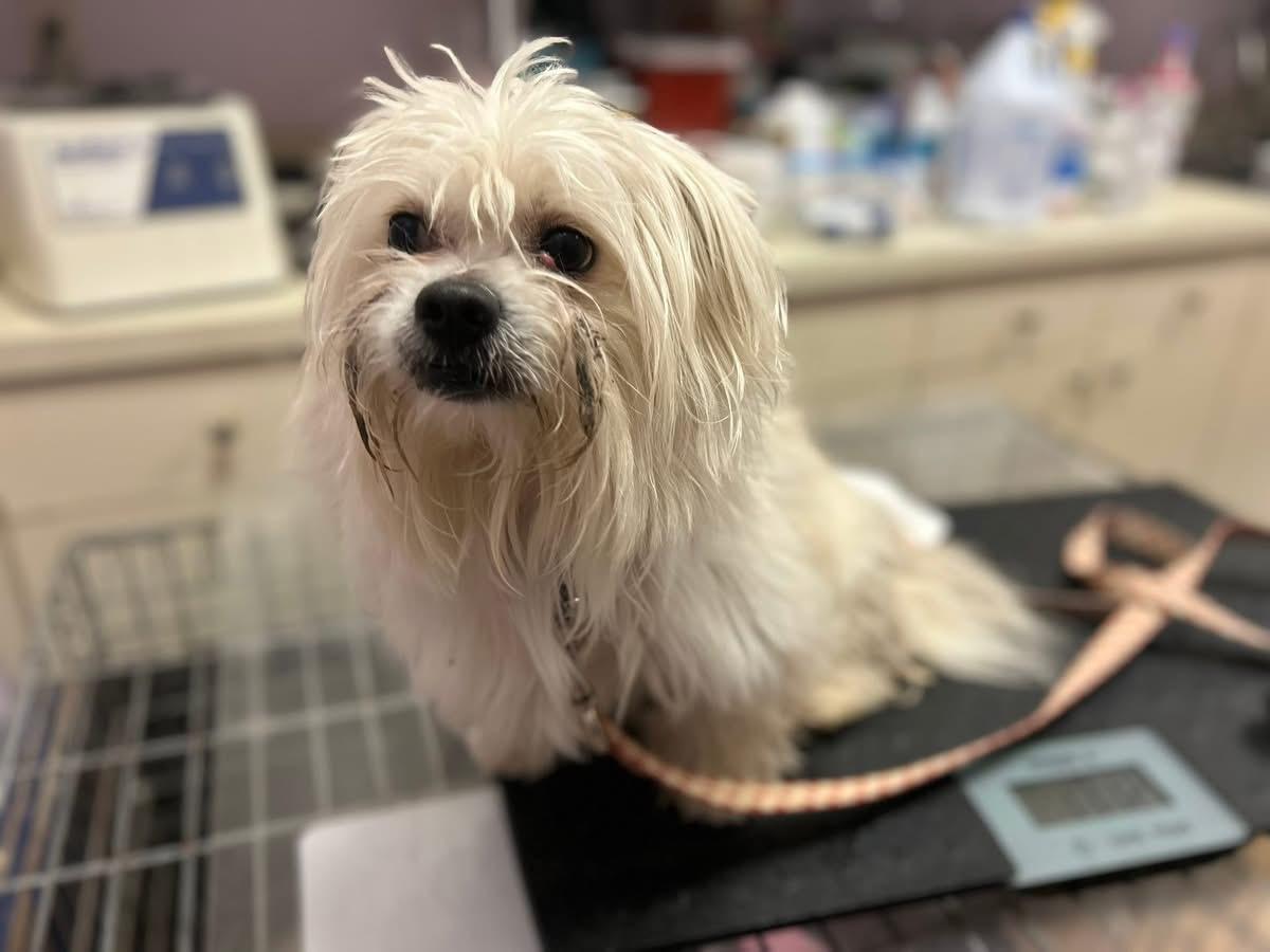 Enlarge Yo-Yo, a ADOPTABLE mixed breed in Oak Ridge, NJ image 2/2