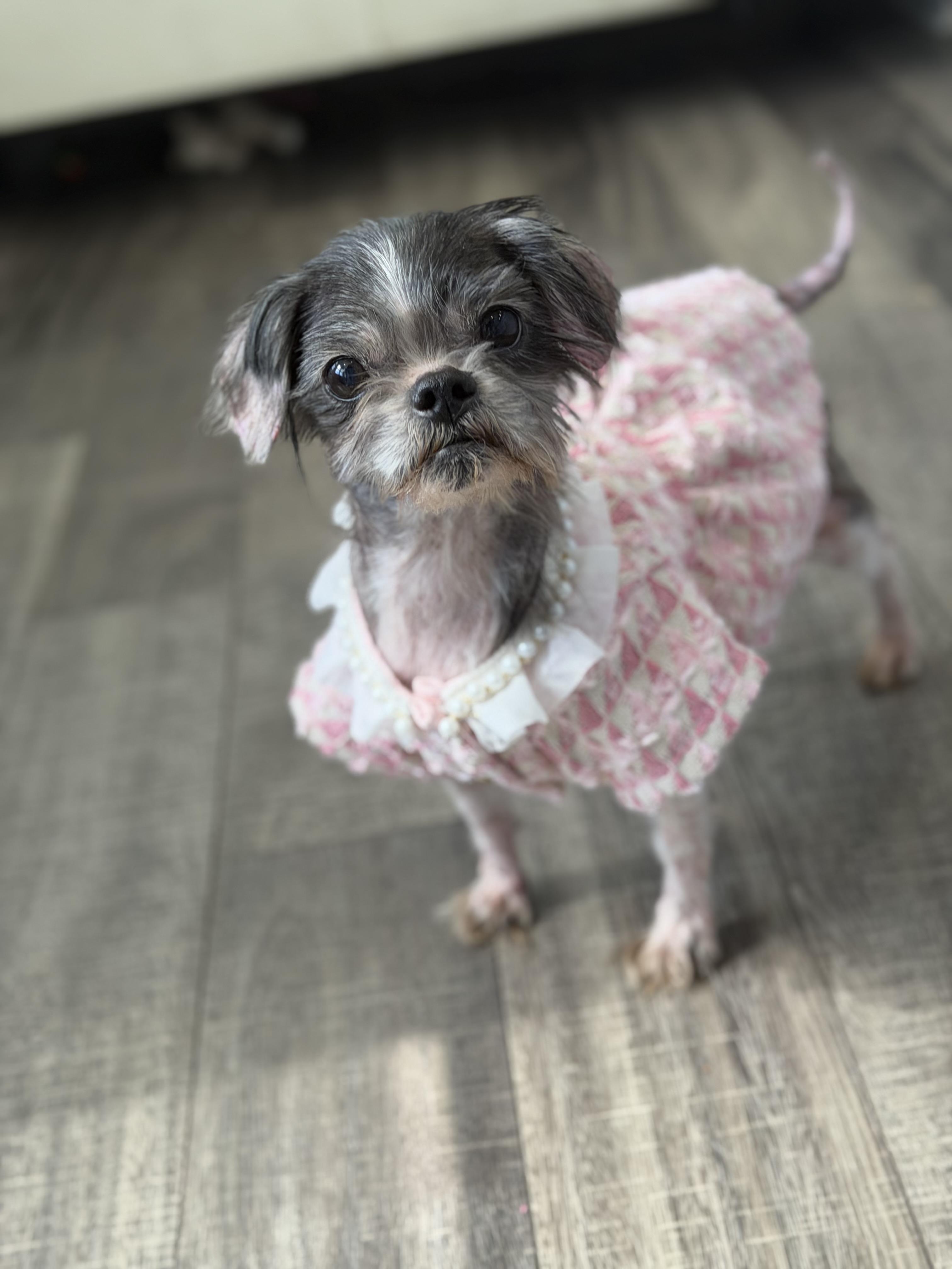 Enlarge Gertie, an adopted Shih Tzu in Mahwah, NJ image 6/6
