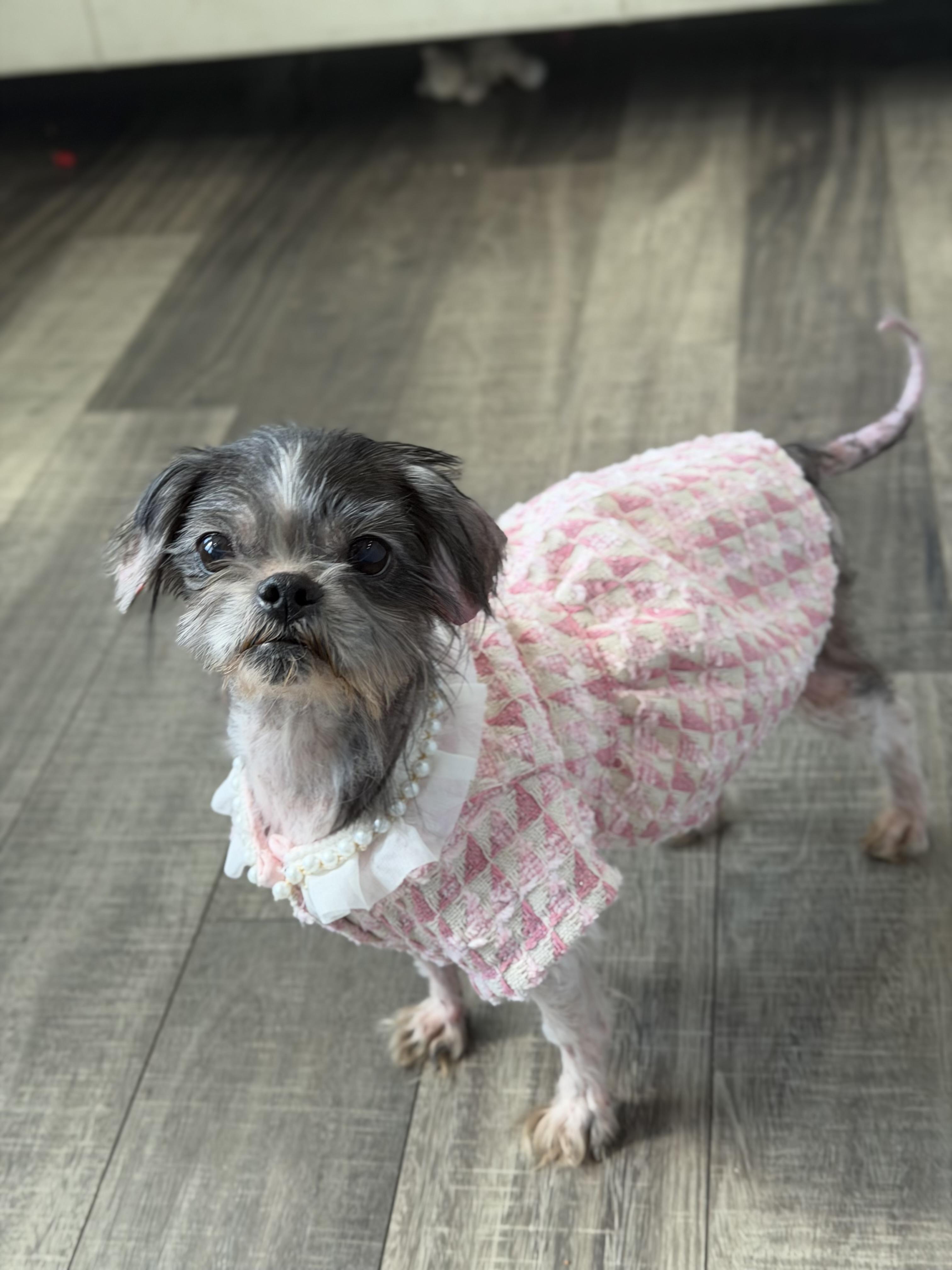Enlarge Gertie, an adopted Shih Tzu in Mahwah, NJ image 1/6