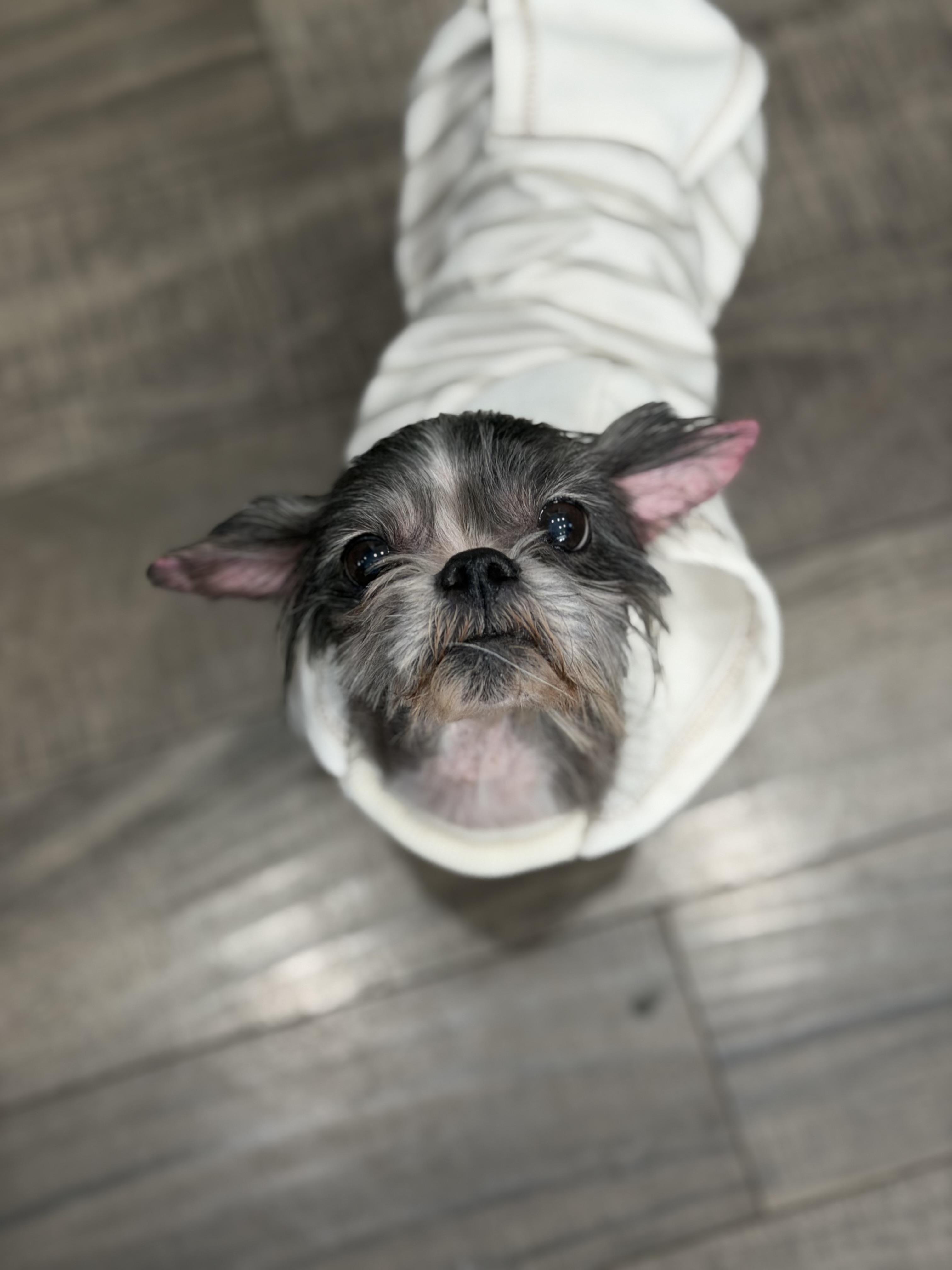 Enlarge Gertie, an adopted Shih Tzu in Mahwah, NJ image 4/6