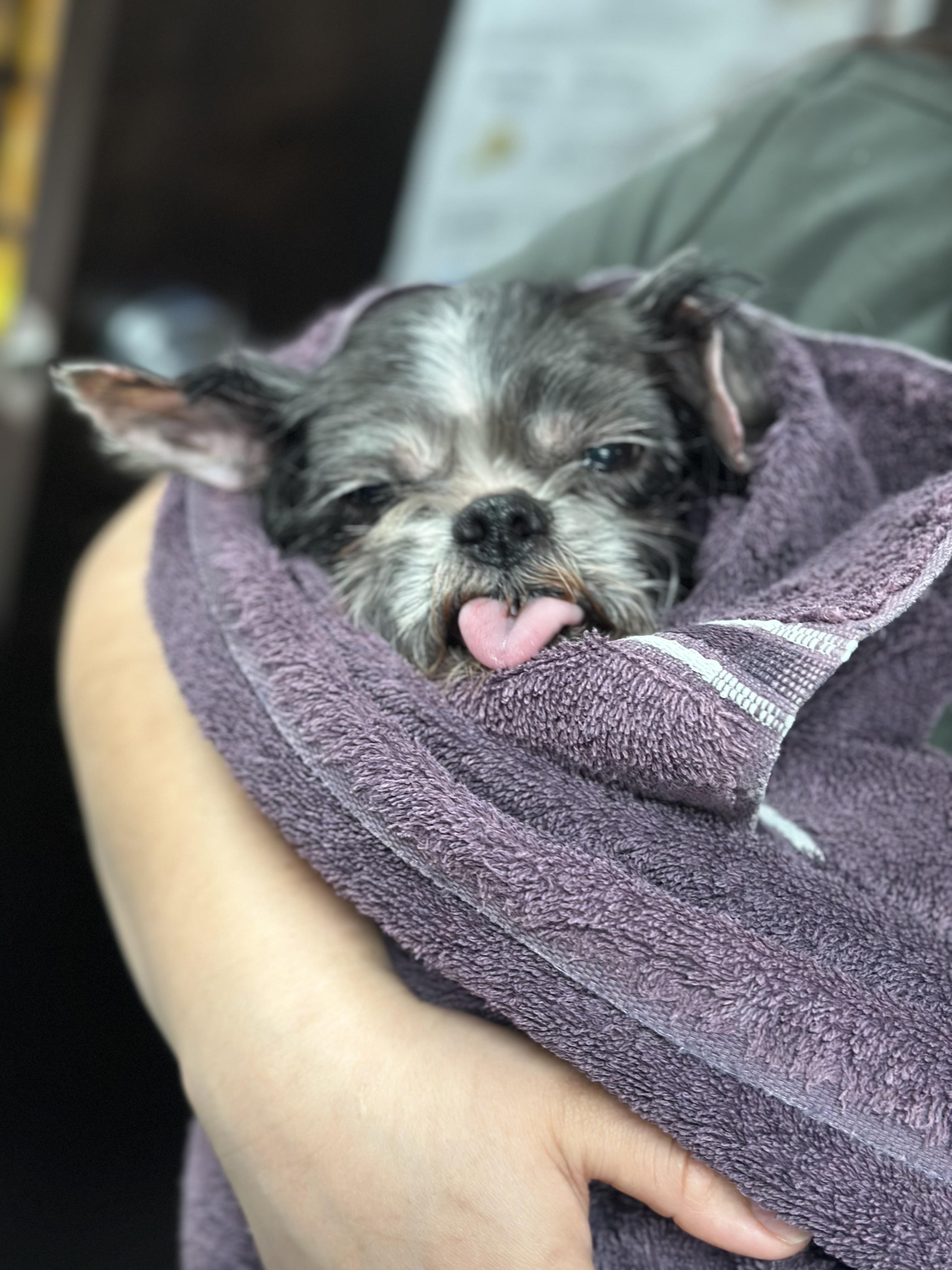 Enlarge Gertie, an adopted Shih Tzu in Mahwah, NJ image 3/6