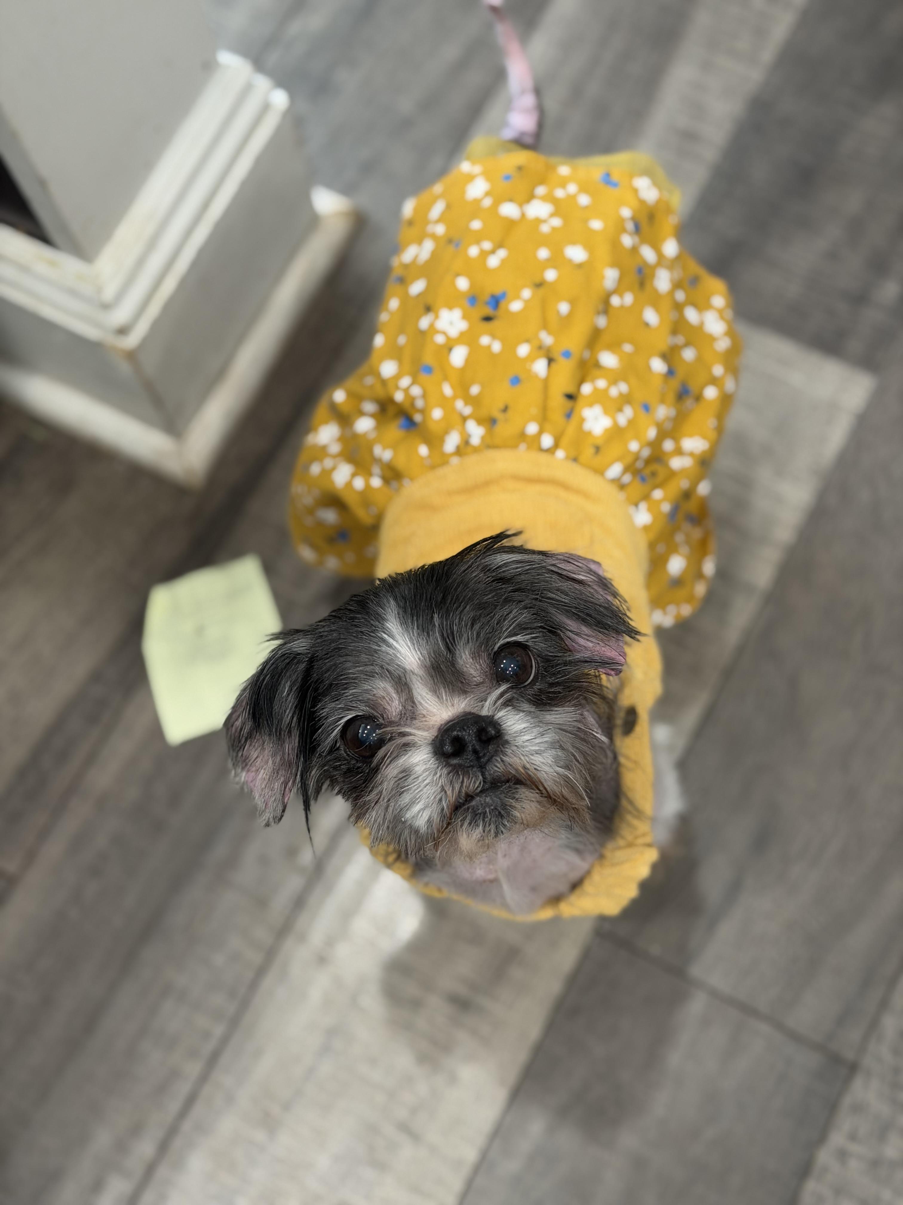 Enlarge Gertie, an adopted Shih Tzu in Mahwah, NJ image 2/6