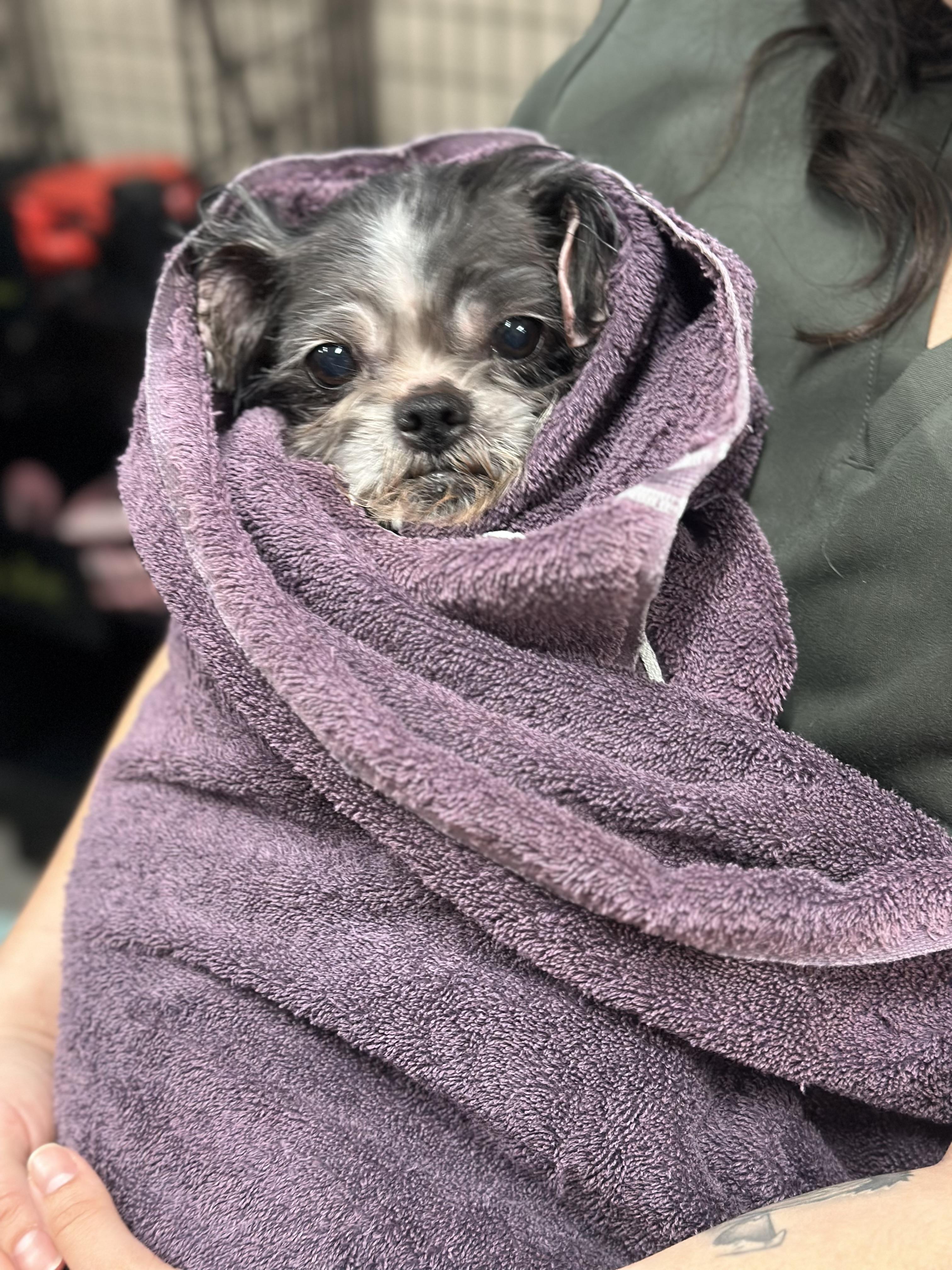 Enlarge Gertie, an adopted Shih Tzu in Mahwah, NJ image 5/6