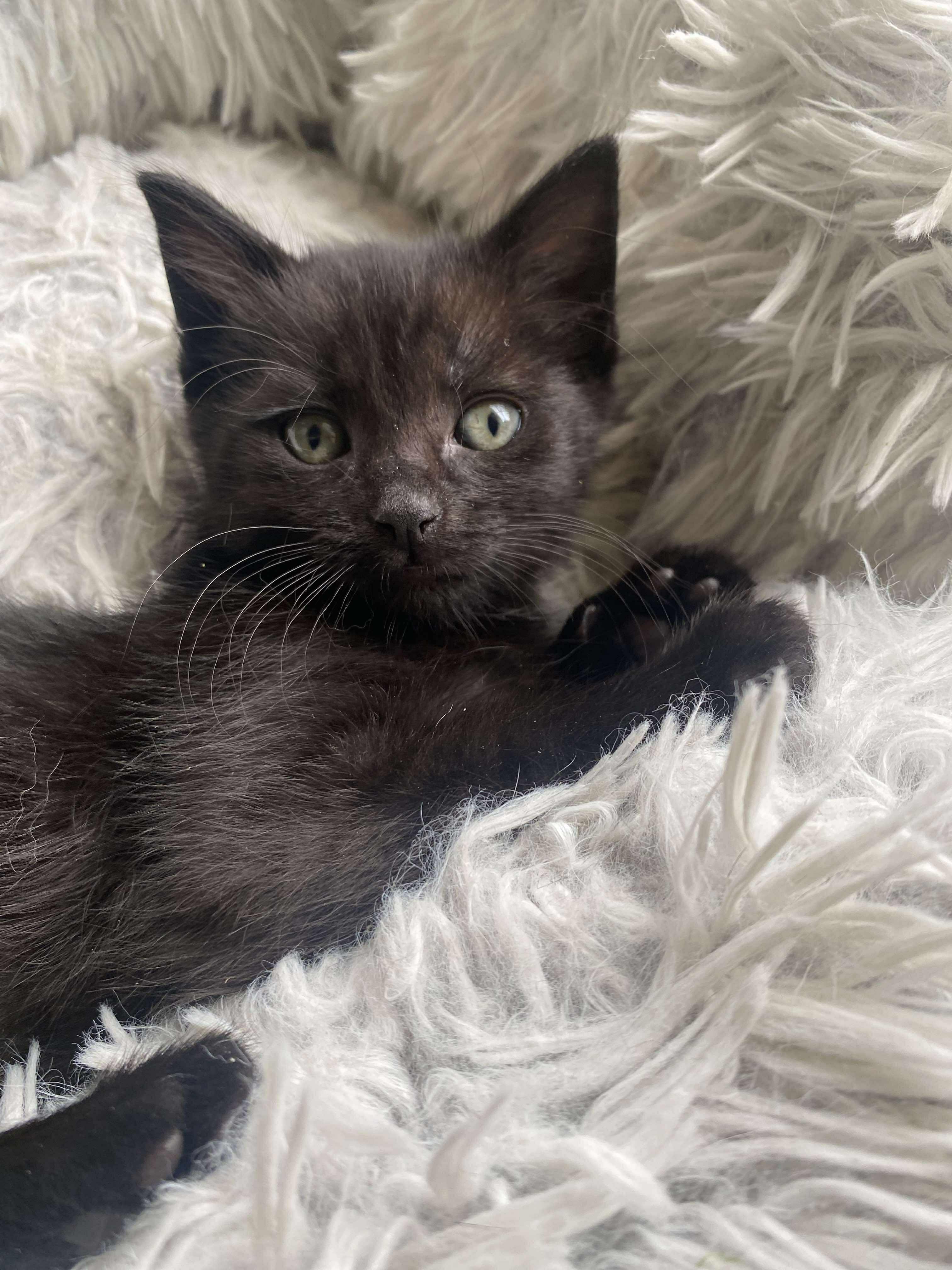 Pixel