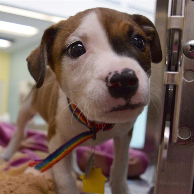 BRIELLE, Adoptable, Puppy Female Pointer & Plott Hound.