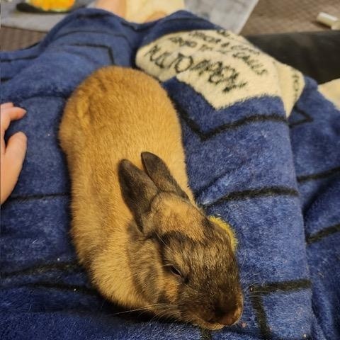 Enlarge Miss Pumpkin (South Surrey), an adopted mixed breed in Vancouver, BC image 2/3