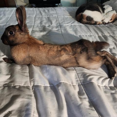 Miss Pumpkin (South Surrey), adopted, Young Female Bunny Rabbit.