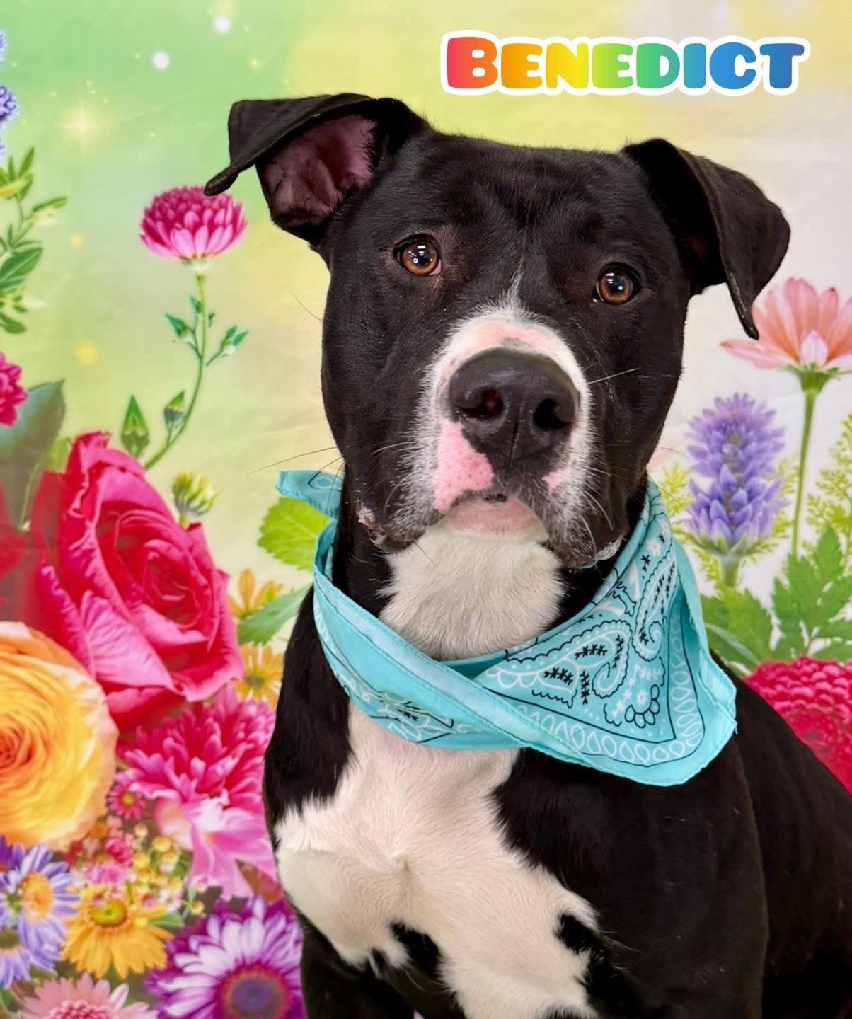 Benedict, ADOPTABLE, Adult Male Mixed Breed.