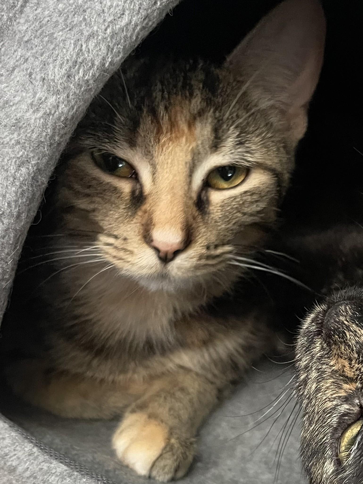 Enlarge Zara, a Adoptable Domestic Short Hair in Johnsburg, IL image 2/3