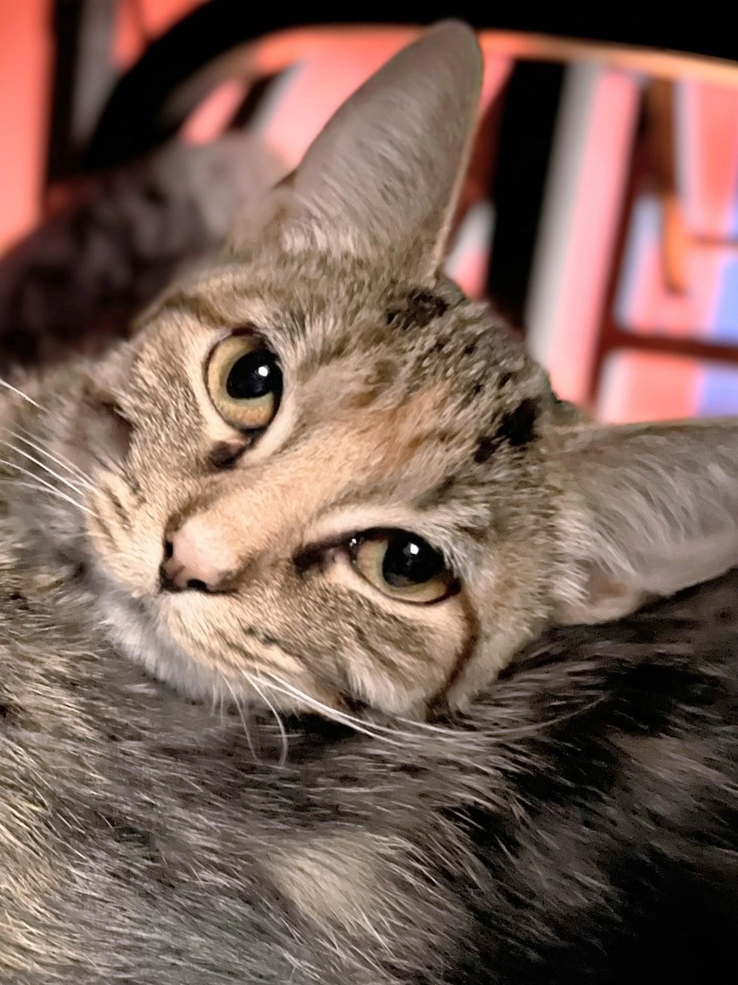 Zara, Adoptable, Kitten Female Domestic Short Hair.