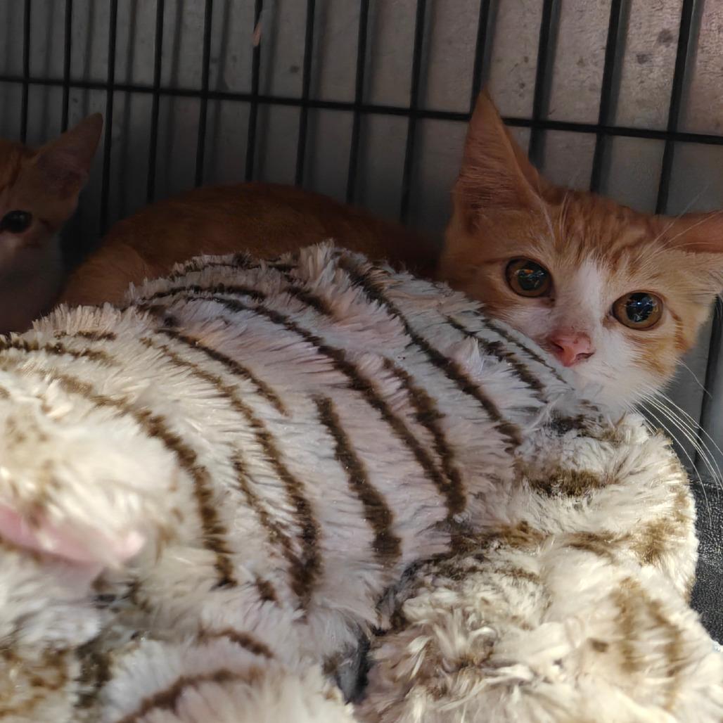 Enlarge Clementine, a Adoptable Domestic Short Hair in New Orleans, LA image 1/4