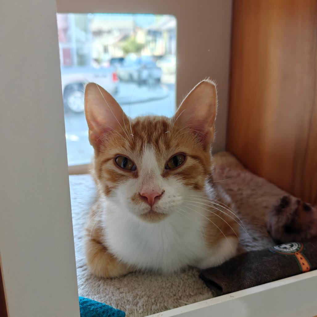 Enlarge Clementine, a Adoptable Domestic Short Hair in New Orleans, LA image 2/4