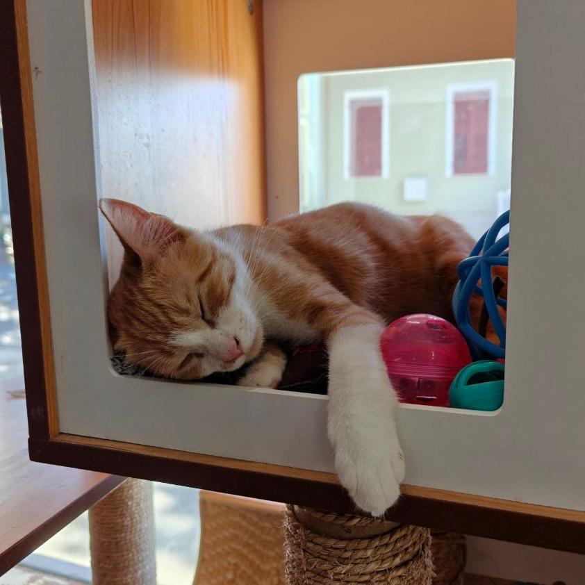 Enlarge Clementine, a Adoptable Domestic Short Hair in New Orleans, LA image 3/4