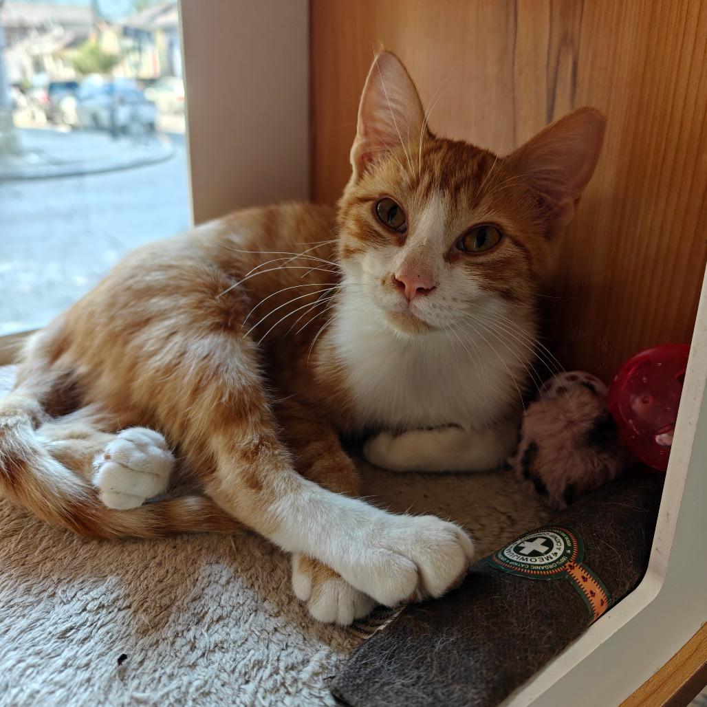 Enlarge Clementine, a Adoptable Domestic Short Hair in New Orleans, LA image 4/4