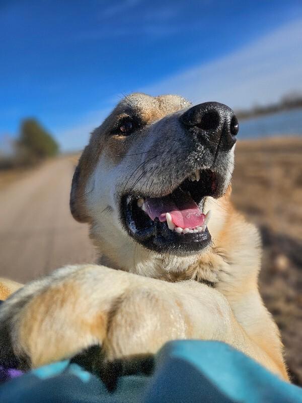 Enlarge Bobby, a Adoptable mixed breed in Westminster, CO image 1/6