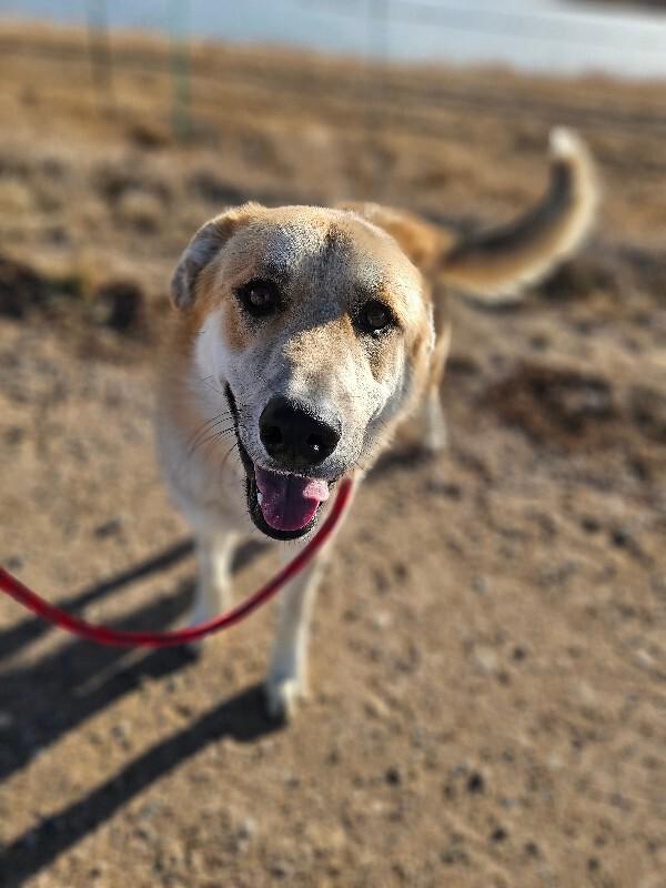 Enlarge Bobby, a Adoptable mixed breed in Westminster, CO image 5/6